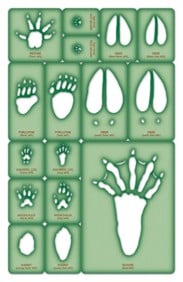 ANIMAL TRACKING: Trace-A-Track® Templates