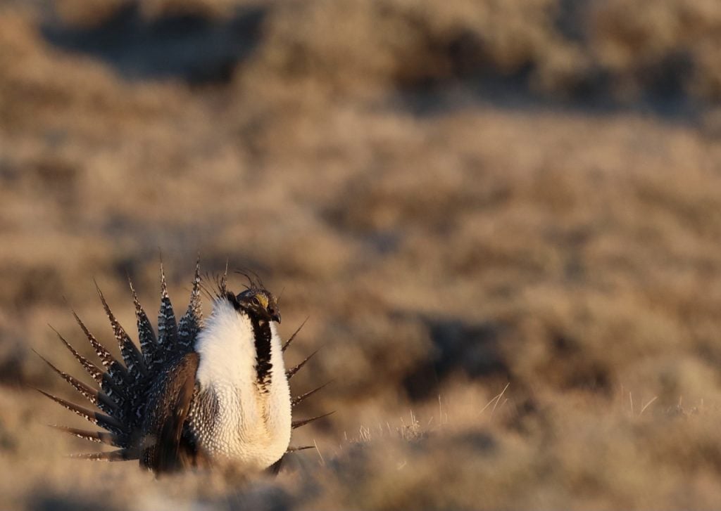 Greater Sage-Grouse in a field.
