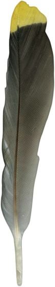 North American Bird Feather Replicas® Set: Birds II
