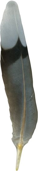 North American Bird Feather Replicas® Set: Sampler