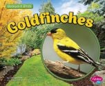 Goldfinches (Backyard Bird Series)