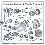 Ecru (Natural Cotton) Track Scarf (Acorn Naturalists' Identification Bandana)