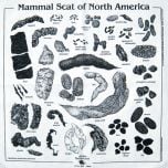 Ecru (Natural Cotton) Scat Scarf (Acorn Naturalists' Identification Bandana)