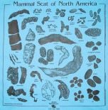 Turquoise Scat Scarf (Acorn Naturalists' Identification Bandana)
