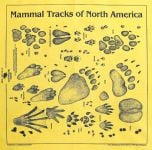 Yellow Track Scarf (Acorn Naturalists' Identification Bandana)