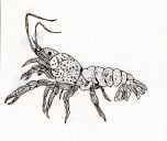 Crayfish Rubber Stamp (Aquatic Macroinvertebrate Stamp Series)