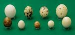Raptor Egg Replica Collection (Set Of 9 Replicas)