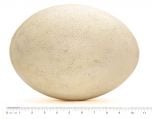 Giant Elephant Bird Egg (Fossil Replica)