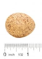 Kestrel Egg Replica