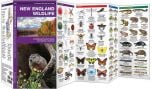 New England Wildlife (Pocket Naturalistֳ‚ֲ® Guide).