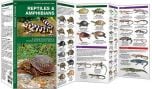 Reptiles And Amphibians (Pocket Naturalist® Guide).