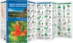 Rocky Mountain Trees & Wildflowers (Pocket Naturalist® Guide).