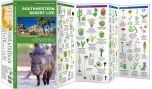 Southwestern Desert Life (Pocket Naturalist® Guide).
