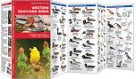 Western Backyard Birds (Pocket Naturalist® Guide).