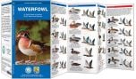 Waterfowl (Pocket Naturalist® Guide).