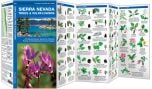 Sierra Nevada Trees & Wildflowers (Pocket Naturalist® Guide).