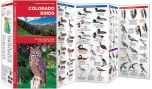 Colorado Birds (Pocket Naturalist® Guide)