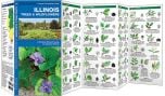 Illinois Trees & Wildflowers (Pocket Naturalist® Guide)