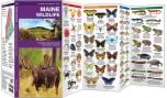 Maine Wildlife (Pocket Naturalist® Guide).