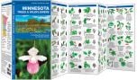 Minnesota Trees & Wildflowers (Pocket Naturalist® Guide).
