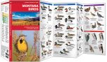 Montana Birds (Pocket Naturalist® Guide).
