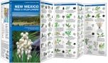 New Mexico Trees & Wildflowers (Pocket Naturalist® Guide)