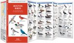 Boston Birds (Pocket Naturalist® Guide)