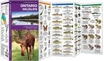 Ontario Wildlife, 2Nd Edition (Pocket NaturalistÃƒâ€šÃ‚Â® Guide).