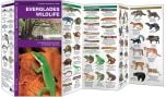 Everglades Wildlife (Pocket NaturalistÃƒâ€šÃ‚Â® Guide). 