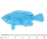 Perch (Opaleye) Fish Printing Replica (6")