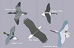Water Birds And Bald Eagle Mobile