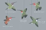 Hummingbirds Mobile