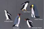 Penguins Mobile