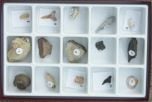 Fossils Over Time - Cenozoic Collection