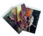Leaf Pack Set Of 18 Flash Cards (From Stream Ecology Kit).