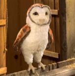 Owl (Barn) Puppet