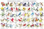 State Birds And Flowers Poster (Laminated)
