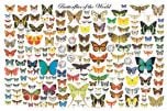 Butterflies Of The World Poster (Laminated)