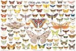 Moths Of The World Poster (Laminated)