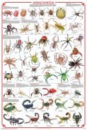 Arachnida Poster (Laminated)