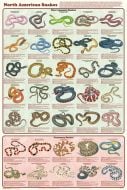 North American Snakes Poster (Laminated)