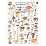 Mushrooms of Eastern North America Poster
