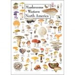 Mushrooms of Western North America Poster
