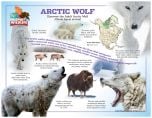 Arctic Wolf Laminated Poster