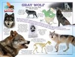 Gray Wolf Laminated Poster