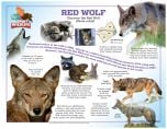 Red Wolf Laminated Poster