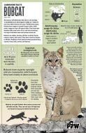 Bobcat Facts Poster (Carnivore Facts Series)