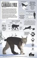 Lynx Facts Poster (Carnivore Facts Series)