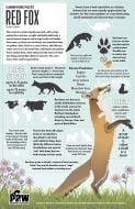 Red Fox Facts Poster (Carnivore Facts Series)