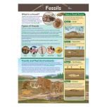 Fossils (Laminated Poster)